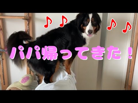 パパのお出迎えが可愛すぎる愛犬バーニーズマウンテンドッグ bernese mountain dog