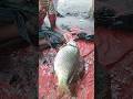 marketing fish cutting performers fast kilo দয়া করে কলিজার ভাইয়েরা সাবস্ক্রাইব করবেন কমেন্ট