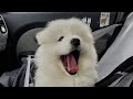 🐶 BRINGING HOME MISO - Samoyed Puppy Adoption Vlog 🌼 | Mochi & Miso Soup