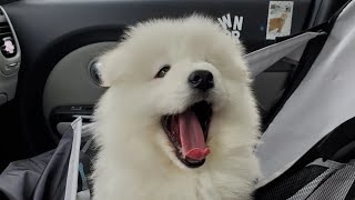 🐶 BRINGING HOME MISO - Samoyed Puppy Adoption Vlog 🌼 | Mochi & Miso Soup