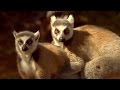 Lemurs scent attracts females  animal attraction  bbc earth
