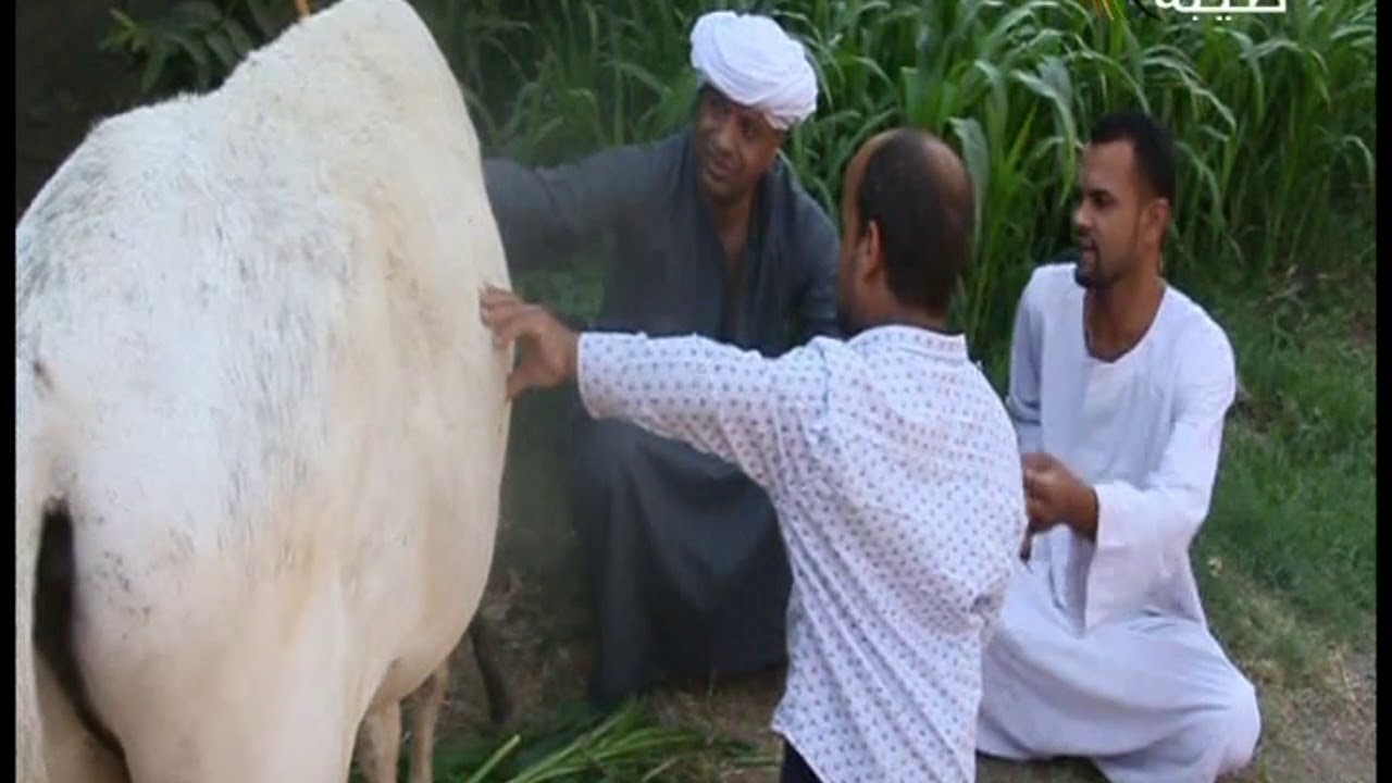 جحش الحاج الضوى بقى لحمه مفرومه