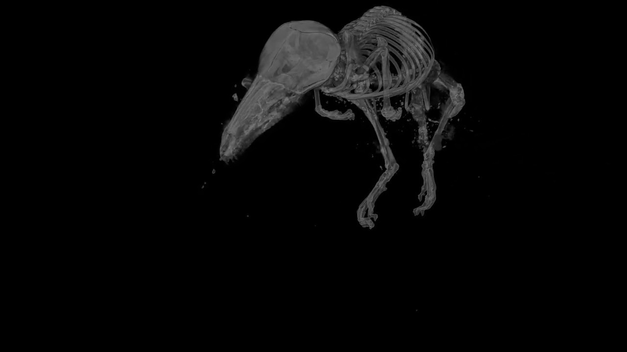 Digitalizacja przy użyciu mikrotomografu (SkyScan 1276, Bruker) - ryjówka aksamitna (Sorex Araneus)