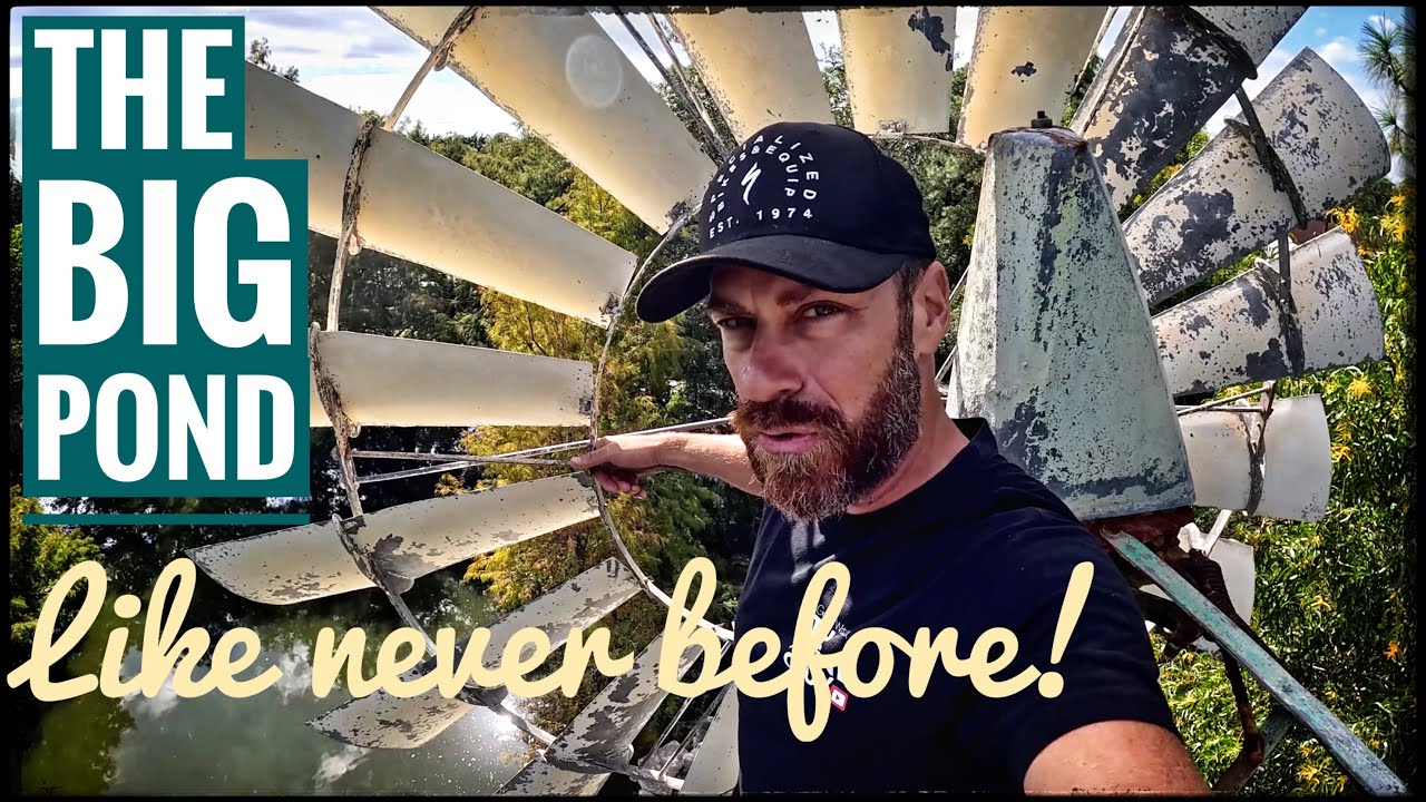 Вид с высоты птичьего полета на всех моих спасенных черепах в БОЛЬШОМ пруду