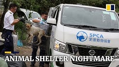Cats and dogs starved to death at Hong Kong ‘nightmare’ animal shelter