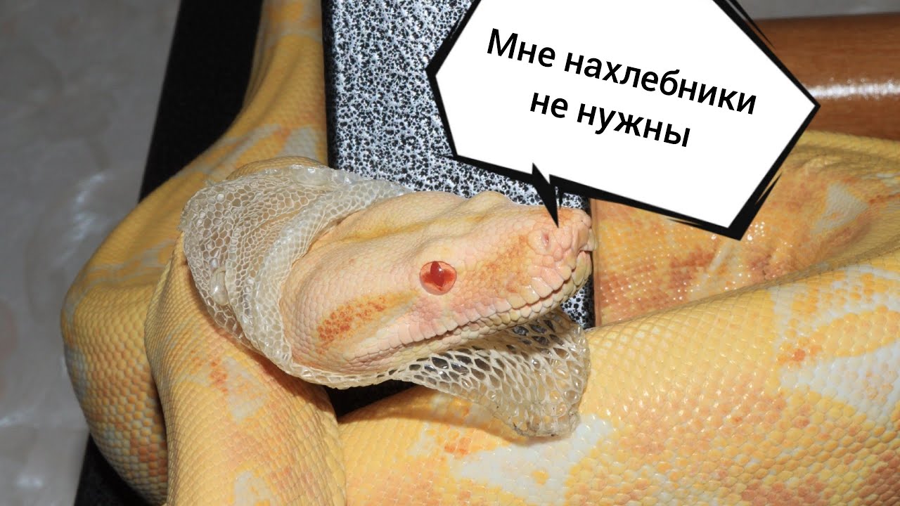 Лечение змей от клещей