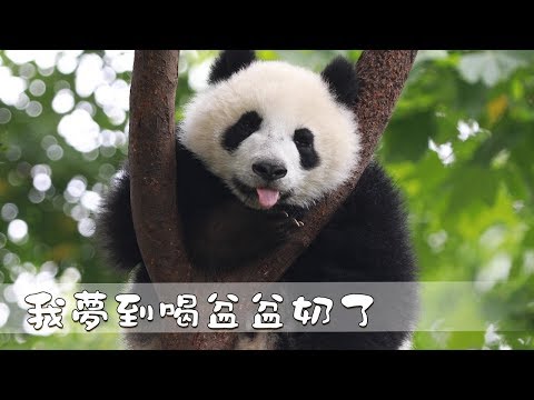 《熊貓早晚安》我夢到喝盆盆奶了 | iPanda熊貓頻道