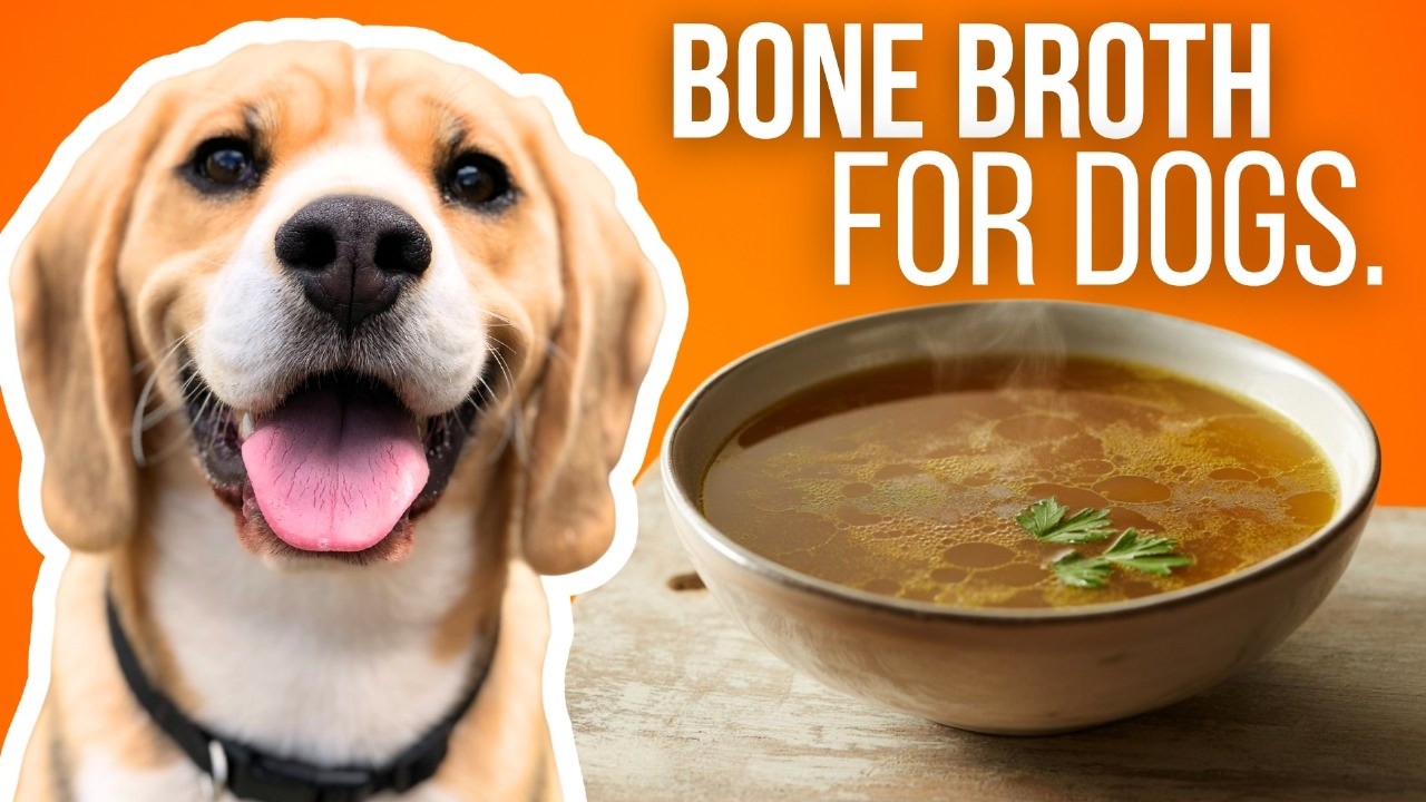 How to Make Bone Broth for Dogs 🐶 | Easy Recipe, Benefits & Storage Tips