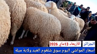 أسعار المواشي اليوم في سوق شلغوم العيد ولاية ميلة الجزائر الأربعاء 13ماي 2026