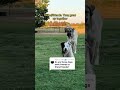 Friend friends for life. Our livestock guardian dog and border collie