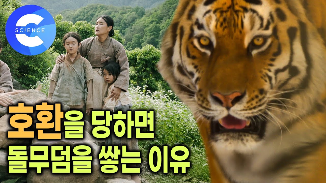 호랑이에게 죽으면 매장하지 않고 화장하는 이유 🔥🐯 밭일하다가 호랑이에게 물려 죽던 19세기 말 강원도 호식총  | 호환 | 한반도 범의 나라 | 다큐프라임