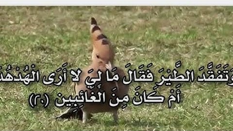 رقية شرعية آيات الطير