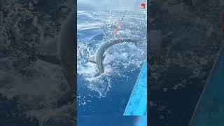 Sea Fish Catching Videos