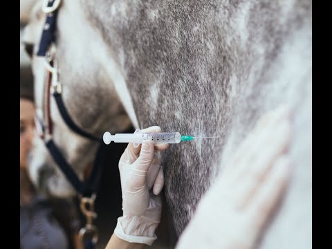 Открытый вебинар Евгении Кирик "Фармакология в гиппиатрии"