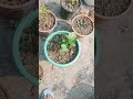 Rajpur flower fruits part 2