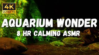 Aquarium Life: 8 hours Relaxing Ambience For Stress Relief in 4k video