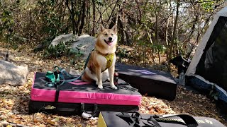 พามิกิ (ลูกสาวชิบะ) ลุยป่า ปีนผาจริง Bring Shiba to Outdoor Climbing I Miki Climbing (มิกิและปีนผา)