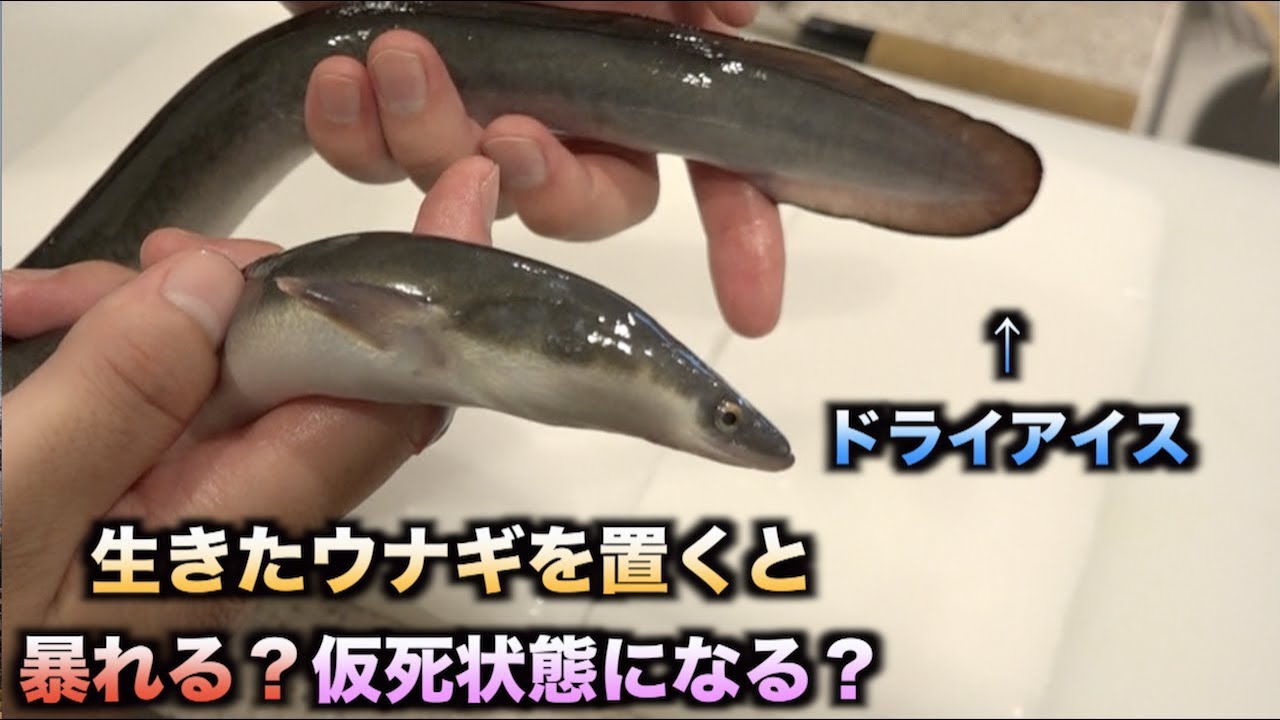 New discovery! What happens when you put a live eel on dry ice