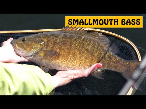 double-big-smallmouth-bass!-bass-fishing-at-shawnigan-lake-on-vancouver-island-bc-|-fishing-with-rod