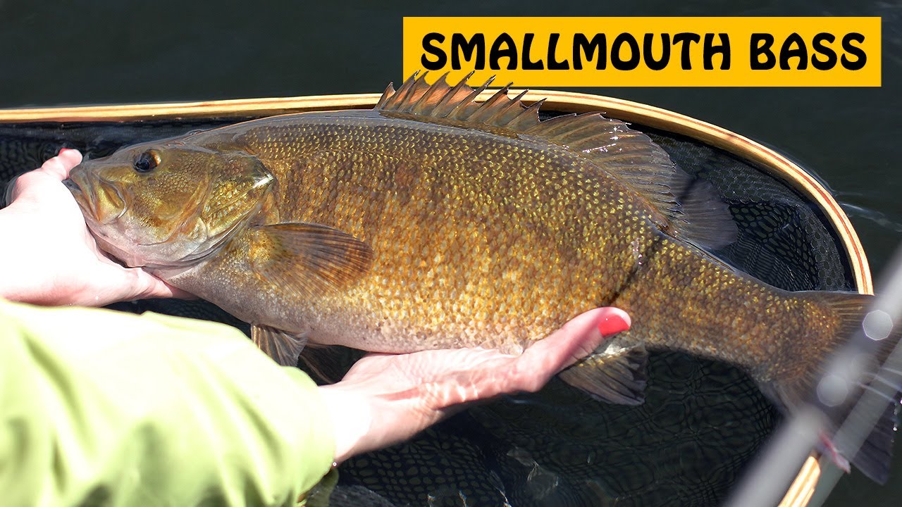DOUBLE PB SMALLMOUTH BASS at Shawnigan Lake on Vancouver Island