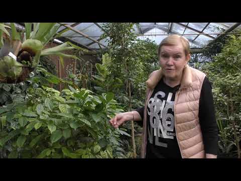 Видео: Методи за размножаване на амсоний – как да размножаваме цветя на амсоний