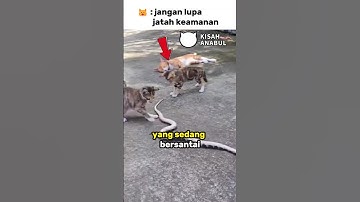 Kawanan Kucing Melawan Ular #kucing #cat #animals