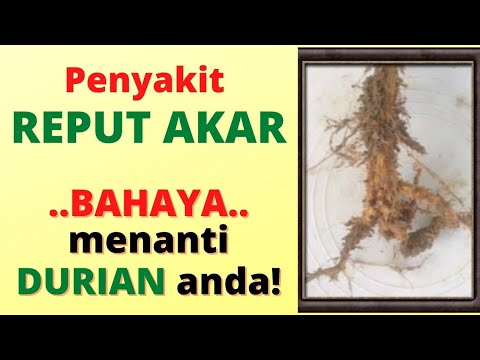 Video: Bagaimana Merawat Kayu Daripada Reput Dan Lembap? Rawatan Papan Dengan Perlindungan Daripada Reput Di Tanah Dan Di Luar Rumah. Apakah Kaedah Penembusan Kelembapan Yang Digunakan?