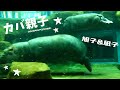 カバ親子　旭子&凪子　2020年8月31日撮影