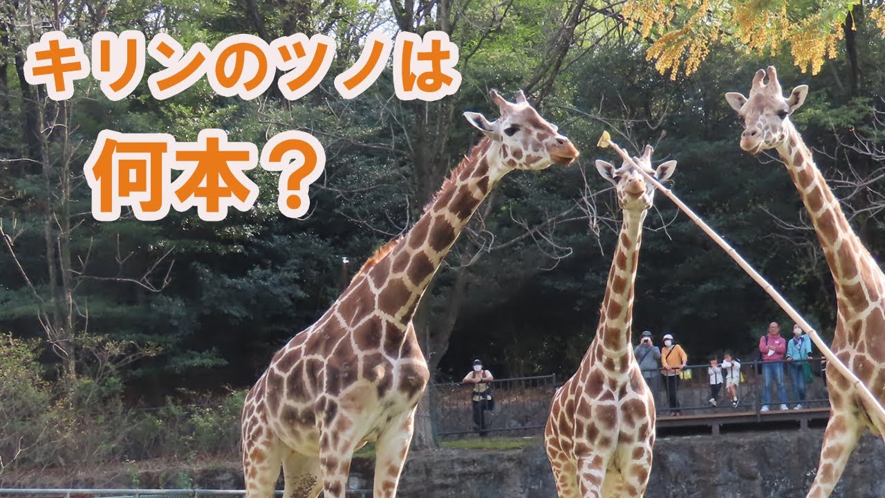 キリンに詳しくなろう!アニマルトーク【東山動物園】 YouTube キリンに詳しくなろう!アニマルトーク【東山動物園】 YouTube