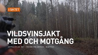 Vildsvinsjakt - med och motgång