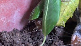 Oleander Hawkmoth caterpillar forming cocoon