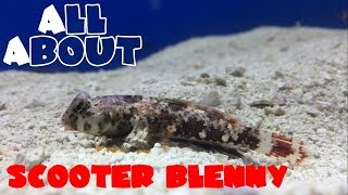 All About The Scooter Blenny or Dragonet