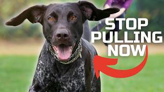 How To Stop Your Dog Pulling On The Leash With Quick Results by Will Atherton Canine Training 82,000 views 2 weeks ago 6 minutes, 30 seconds