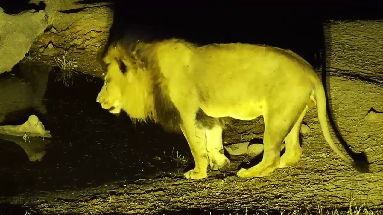 camera iphone 8 plus apk Djuma: Lion-Avoca male Dark Mane-Pt:1 - 20:45 - 08/07/19