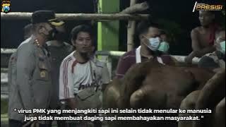 KAPOLRESTA SIDOARJO LAKUKAN PENGECEKAN PENYAKIT MULT DAN KUKU PADA SAP DI RPH KRIAN