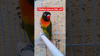 Agapórnis Pêpeu, É Uma Ave De Estimação Aqui Da Minha Criação De Periquitos.