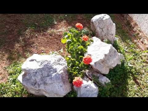 Βίντεο: Spindly Geraniums - Τι να κάνετε με τα Leggy Geraniums