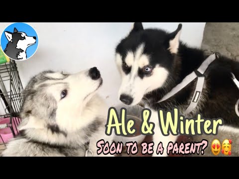 Video: Paano Itaas Ang Isang Husky Sa Pangangaso