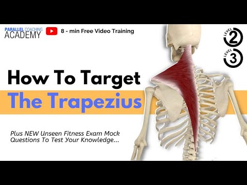 How To Target The Trapezius?