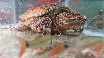 Cận Cảnh Rùa Cá Sấu Săn Mồi Tốc Độ Và Lực Cắn Quá Ấn Tượng | Điệp Thủy TV