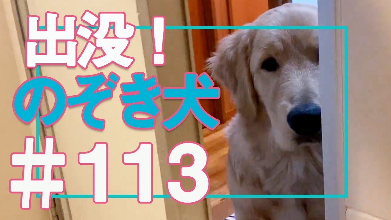 可愛いゴールデンレトリバー 温和なお顔や癒される仕草 大型犬の魅力や特徴が詰まった 写真 動画 を紹介 ブリーダーナビ