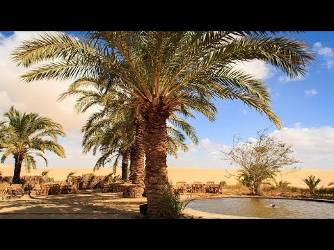 مريم السعفى سكب سال االواحة 