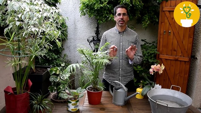 💦 COMMENT ARROSER LES PLANTES D'INTÉRIEUR ? 🌿 Mes techniques et outils d' arrosage 