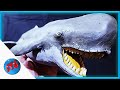 "Megalodon Killer"-Livyatan Melvillei/Clay model/Nature & Animals