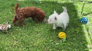 Piper's Puppies Farewell Video Born March 31 2023 #dog #westhighlandwhiteterrier #westie #puppies