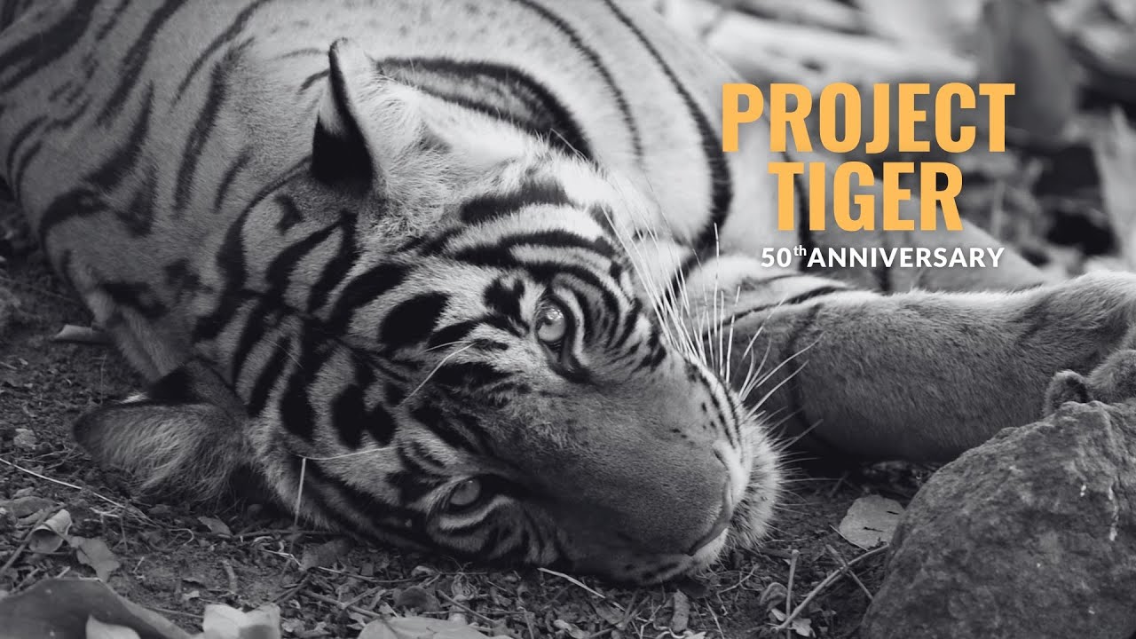 THE TIGERS 50th Anniversary Special Box Detroit Tigers New Era