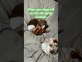 #DashHound#Puppies #Cute #FYP