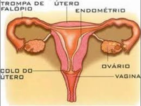Endometrio que significa