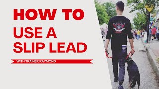 Mastering Dog Training: How to Use a Slip Lead Leash with Professional Trainer Raymond