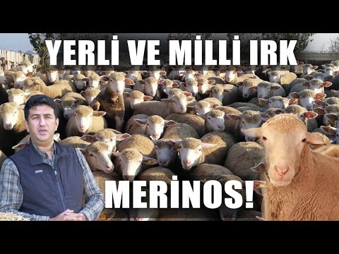 Karacabey Merinos Koyun Yetiştiriciliği! Yerli Ve Milli Dev Koyunlar / Dr. Koyuncu